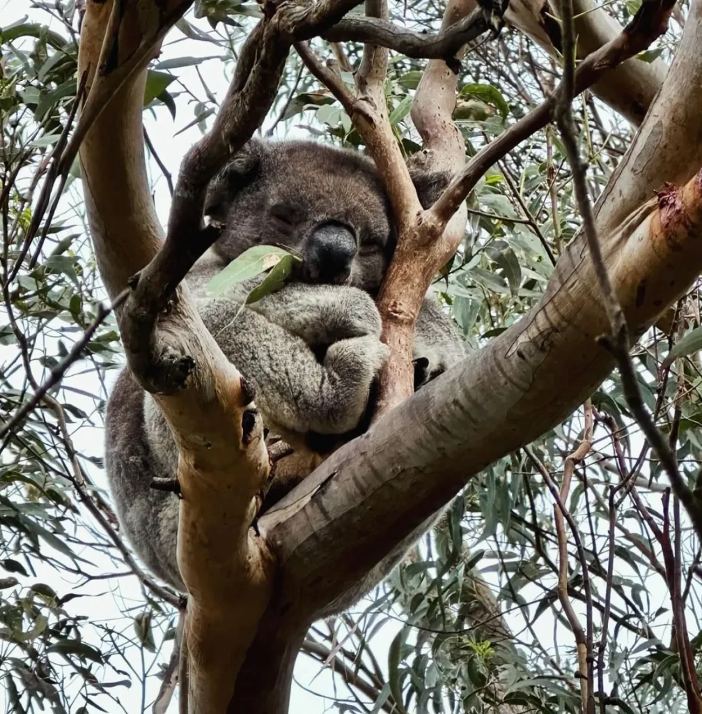 koala bears