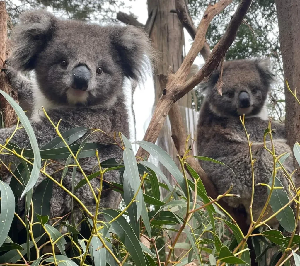 Koala Conservation Reserve