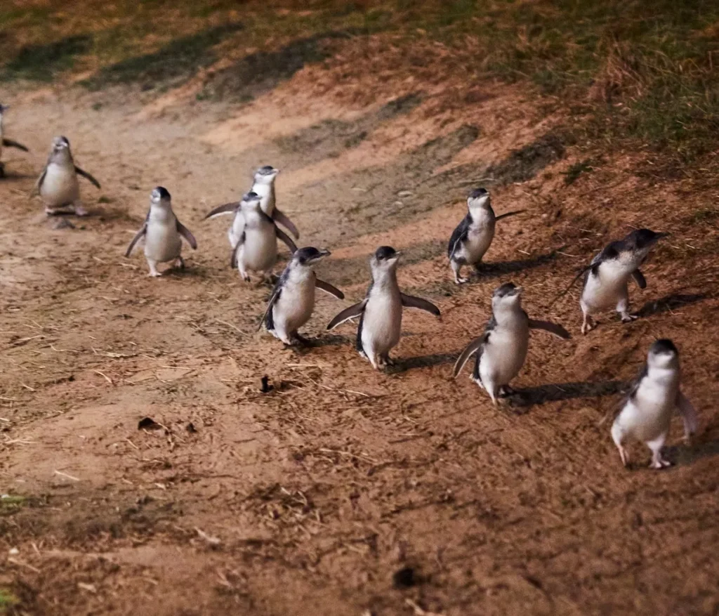 Phillip Island Penguin Parade