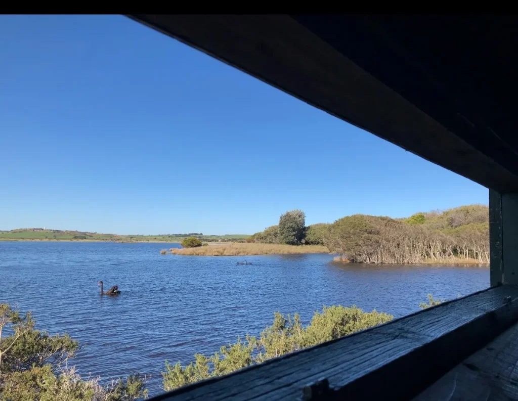 Swan Lake walk, Phillip Island