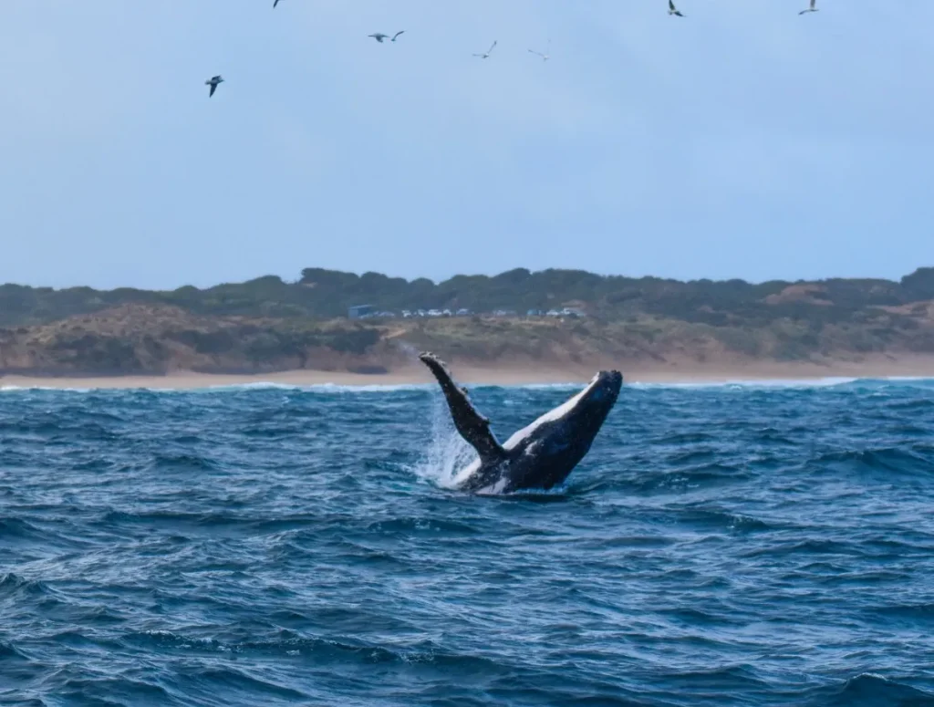 Whale Watching