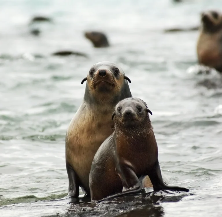 Wildlife Encounters on Phillip Island