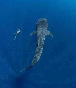 A Family Guide to Whale Shark Adventures in Ningaloo