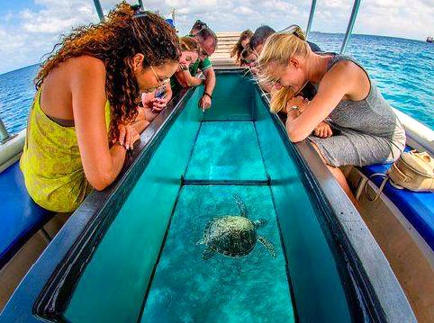 Join a Glass-bottom Boat Tour: View marine life without getting wet on a glass-bottom boat tour.