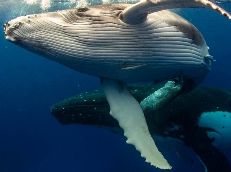 Watch Humpback Whales: Observe humpback whales during their migration.
