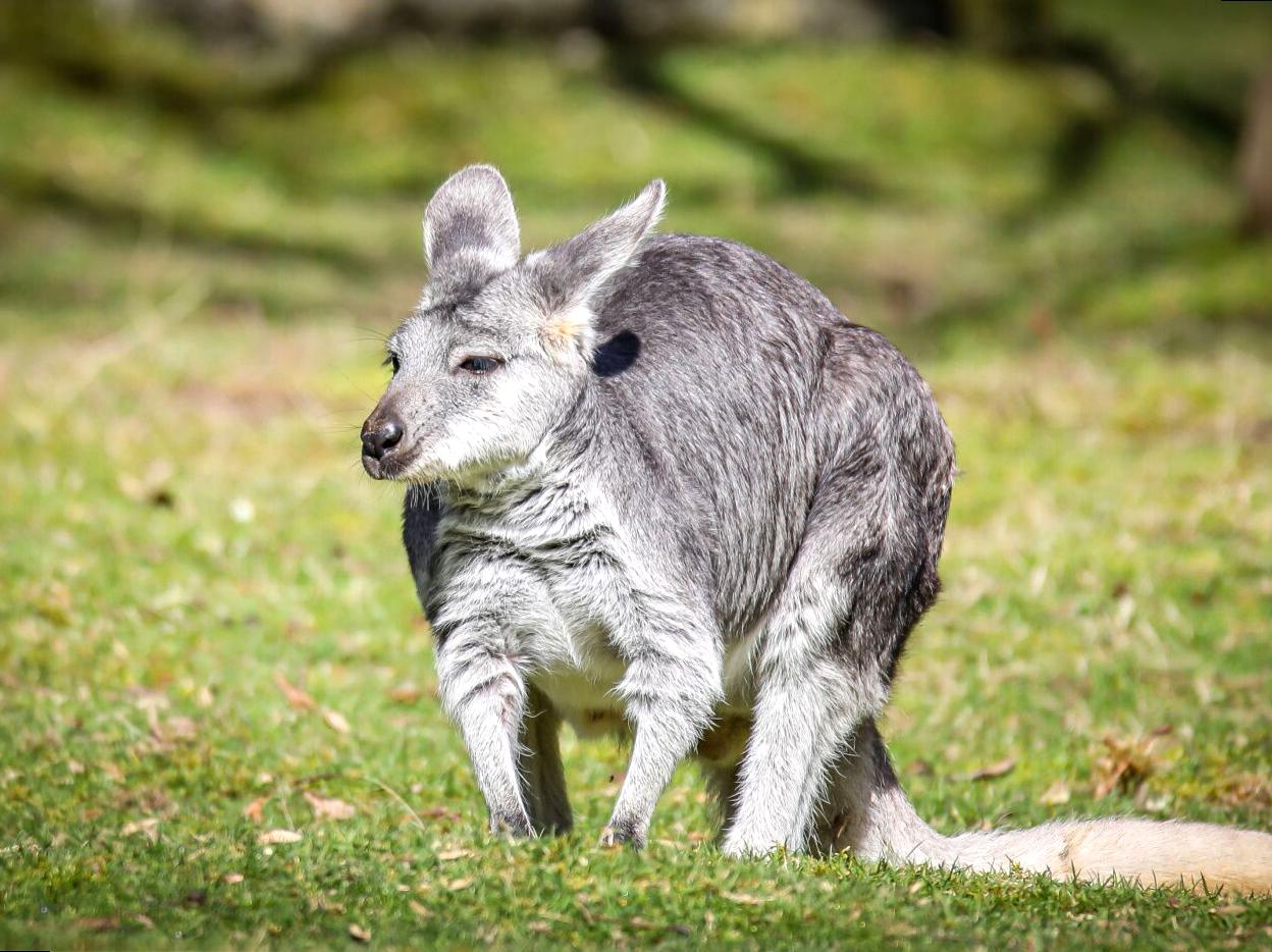 Watch Wildlife at the Mamukala Observatory: Observing Wildlife in Kakadu
