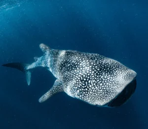 Kings Ningaloo