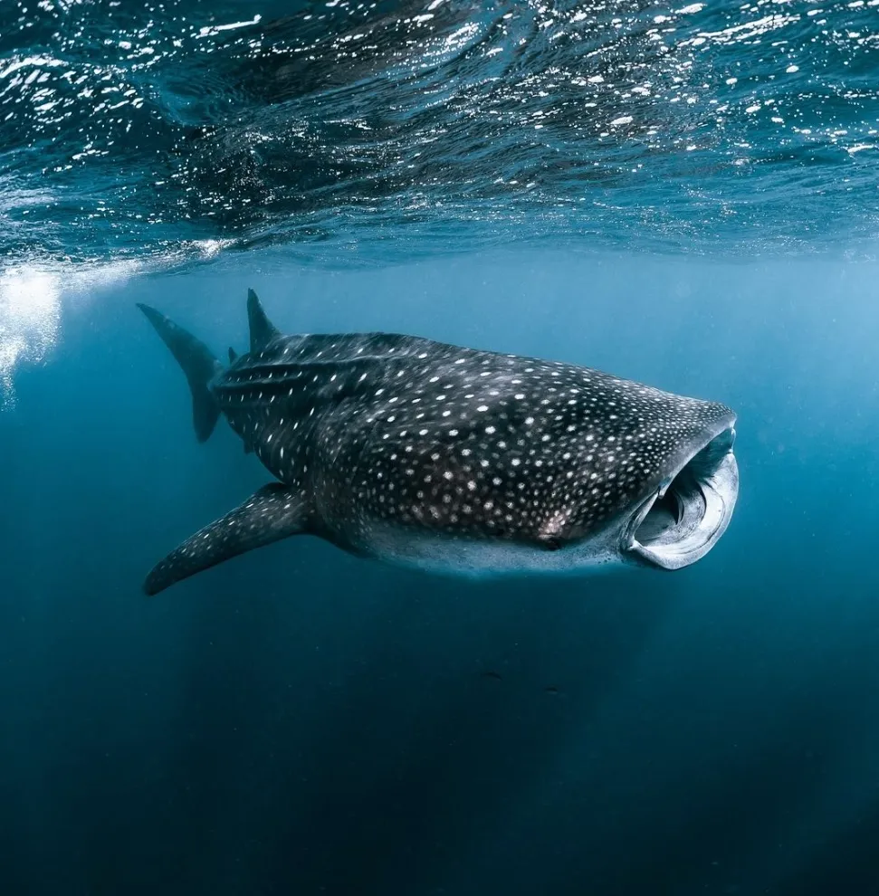 Ningaloo Glass Bottom Boat