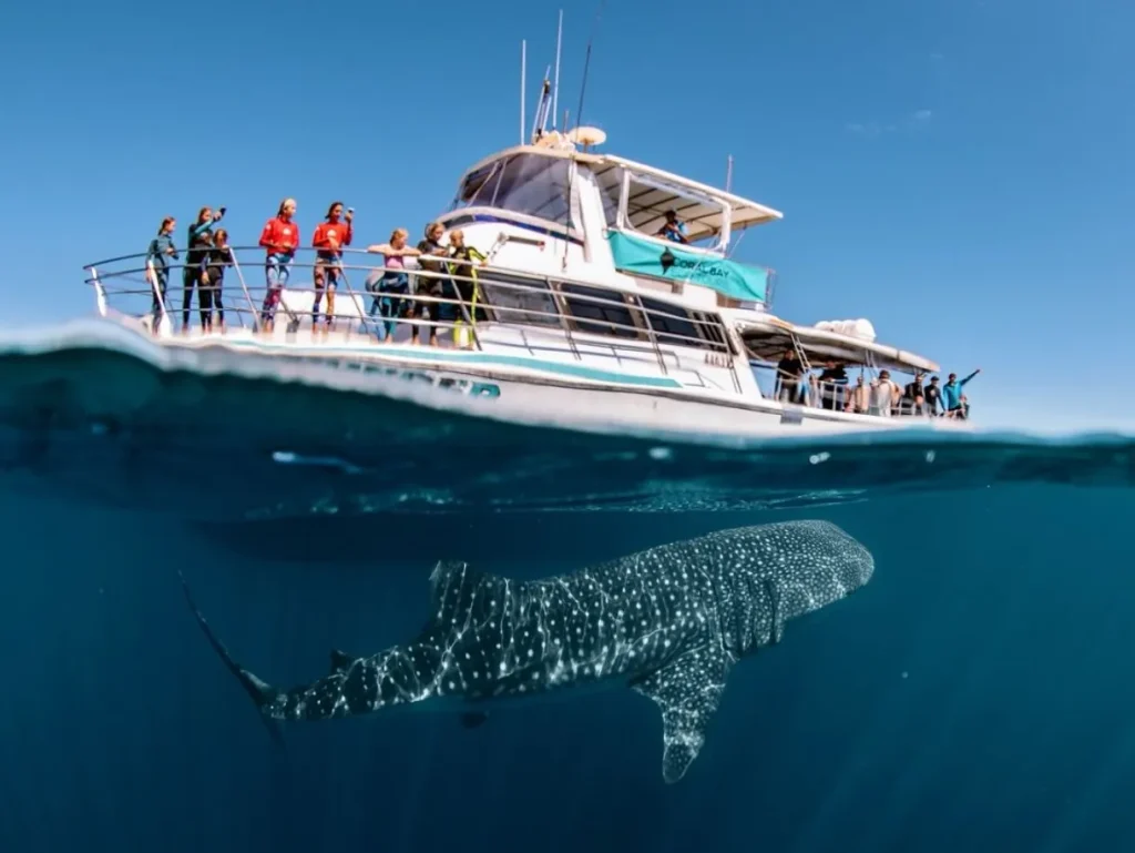 Shark Bay Aviation