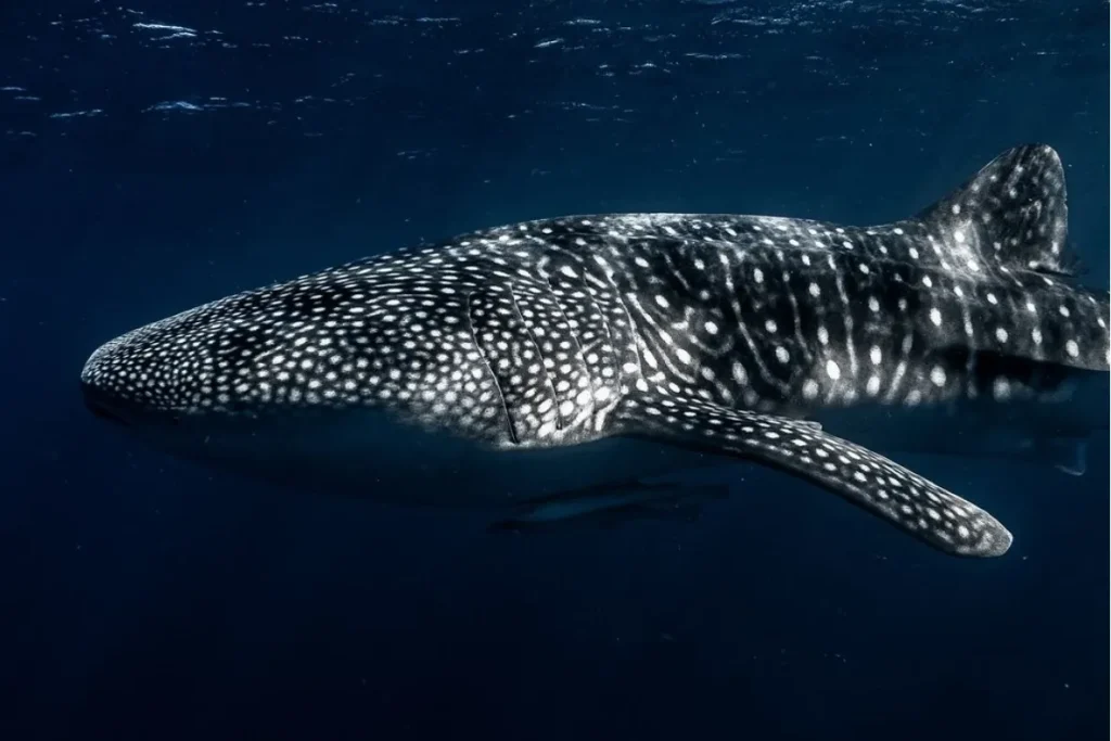 Whale Shark Tours Exmouth