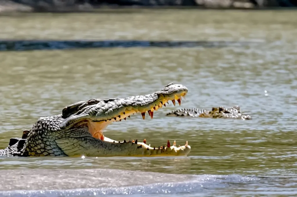 East Alligator River