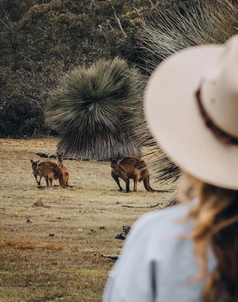 Kangaroo Encounters