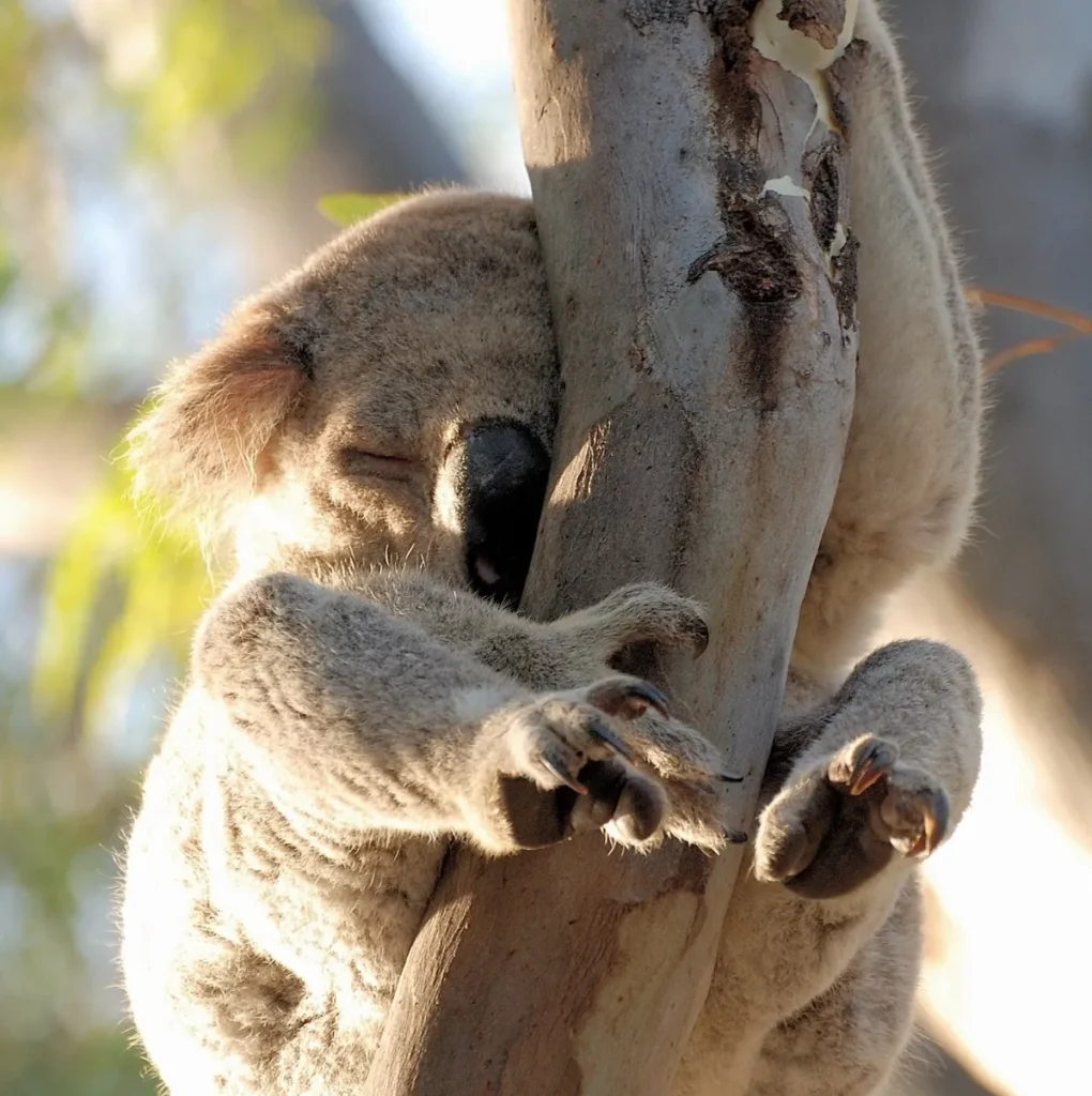 Koala Walk