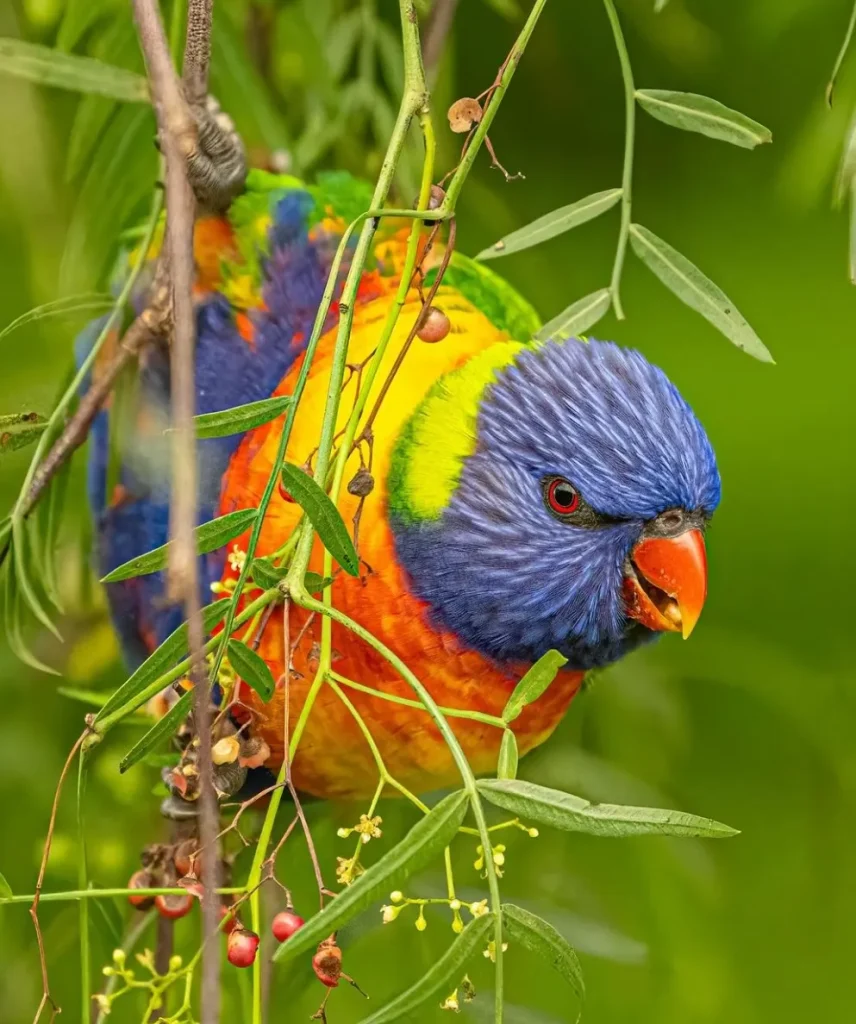 lorikeets