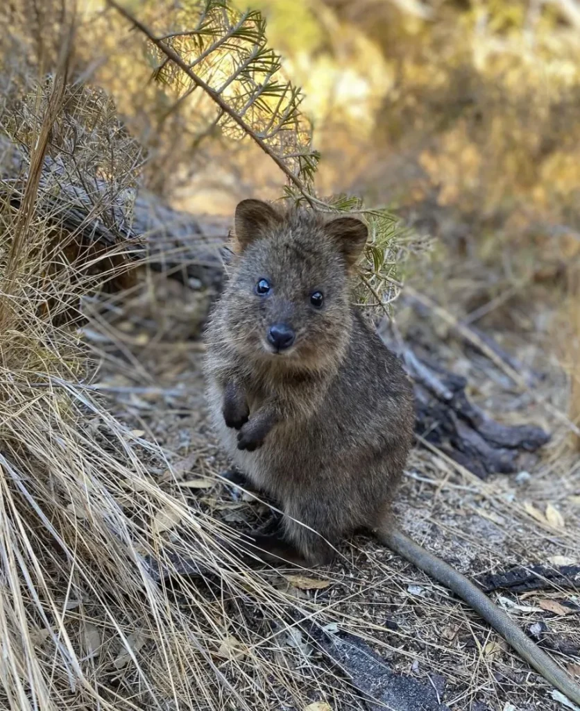 Quokka