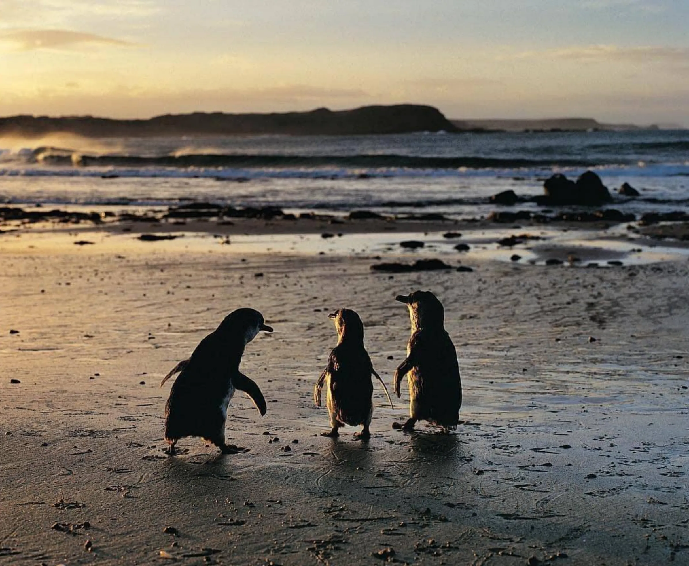 penguin time