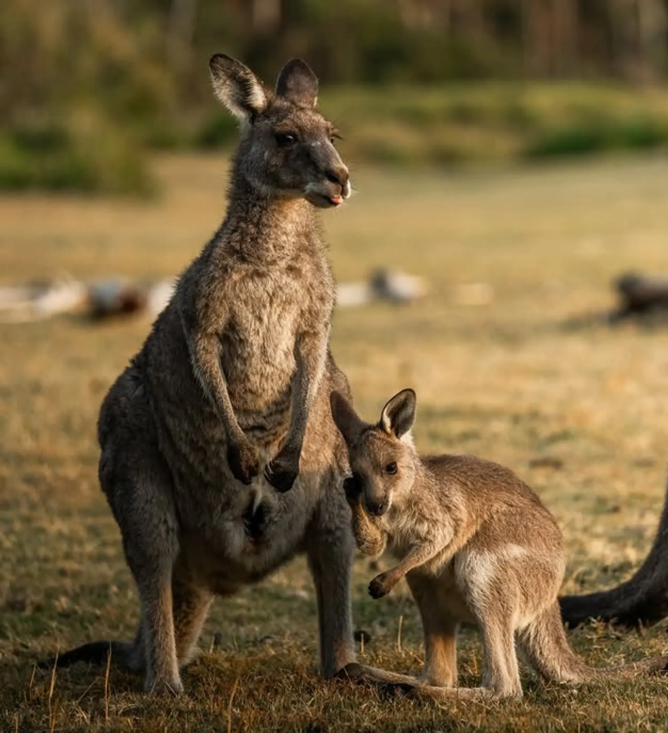 Australian wildlife experiences