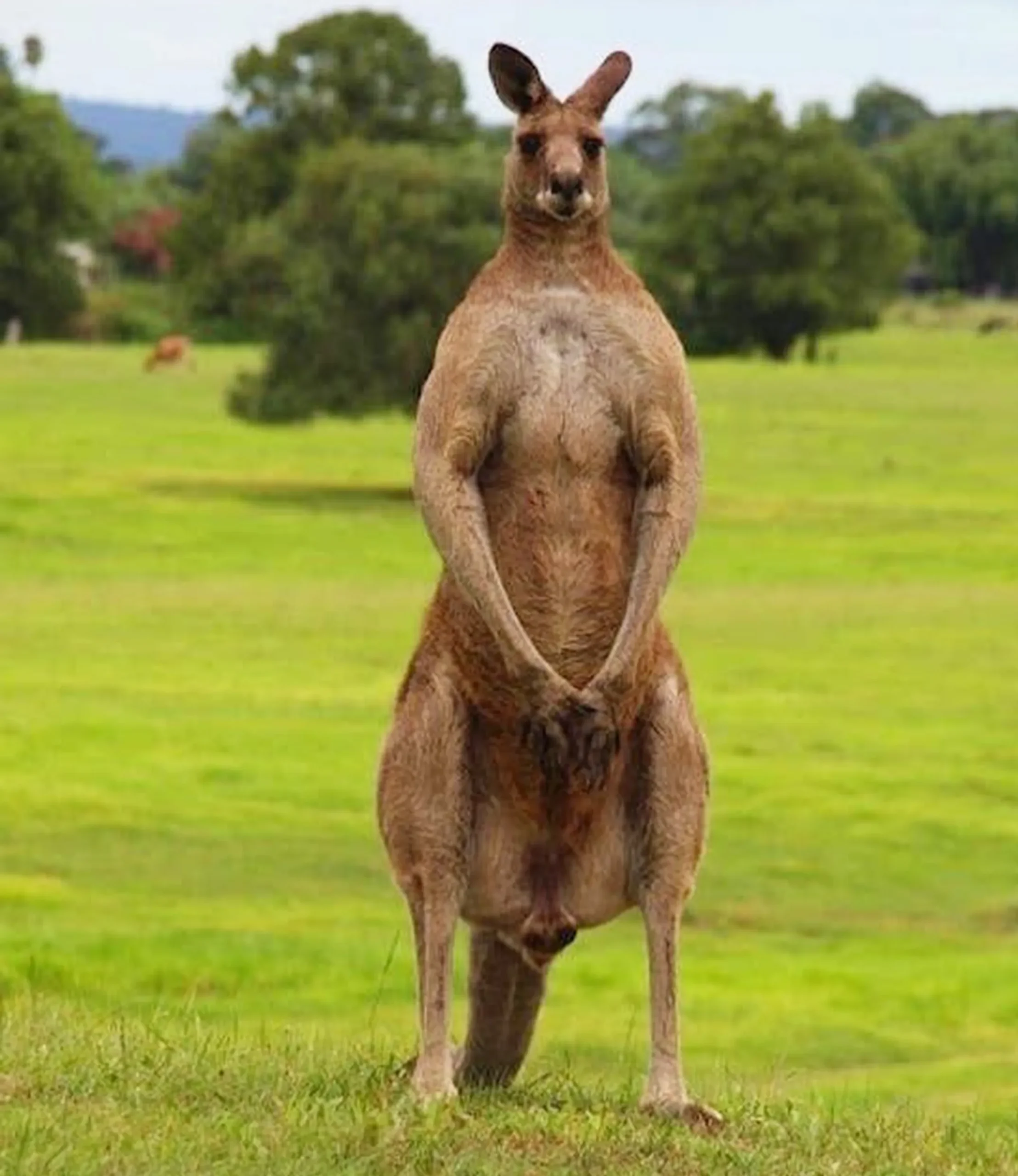 best places to see kangaroos Australia