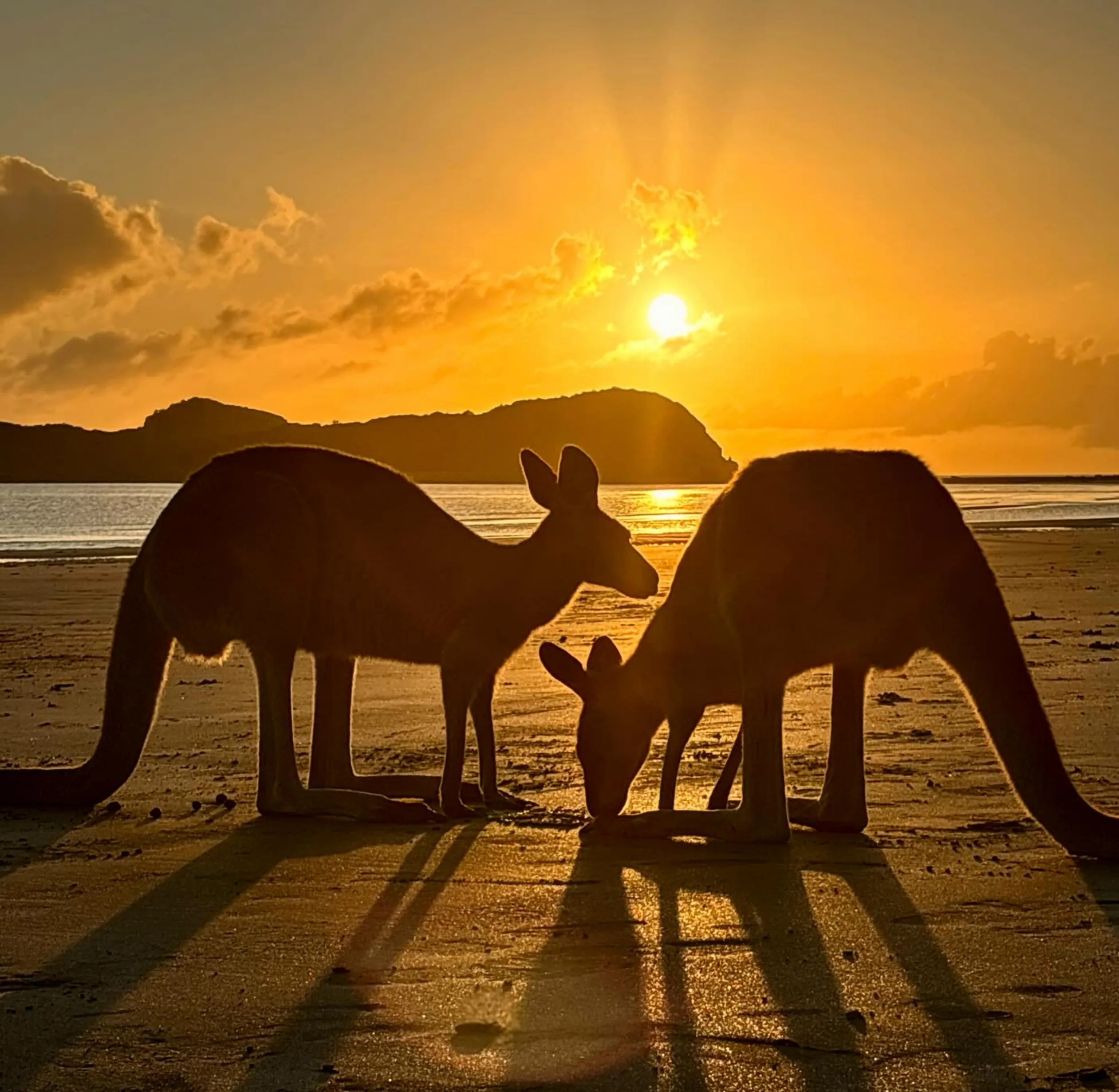kangaroo spotting Australia