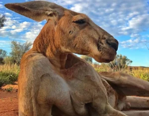 see kangaroos in the wild Australia