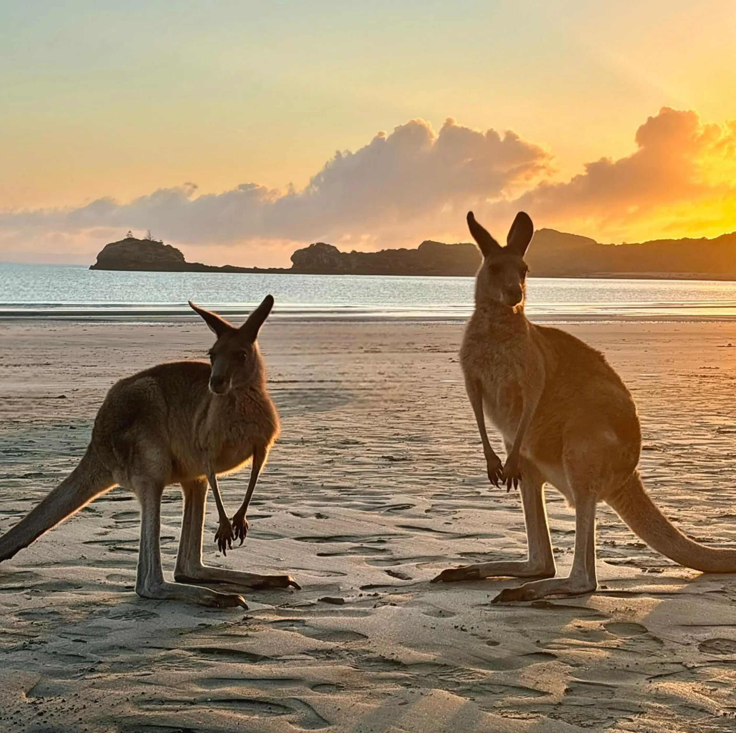 where to see wildlife Australia