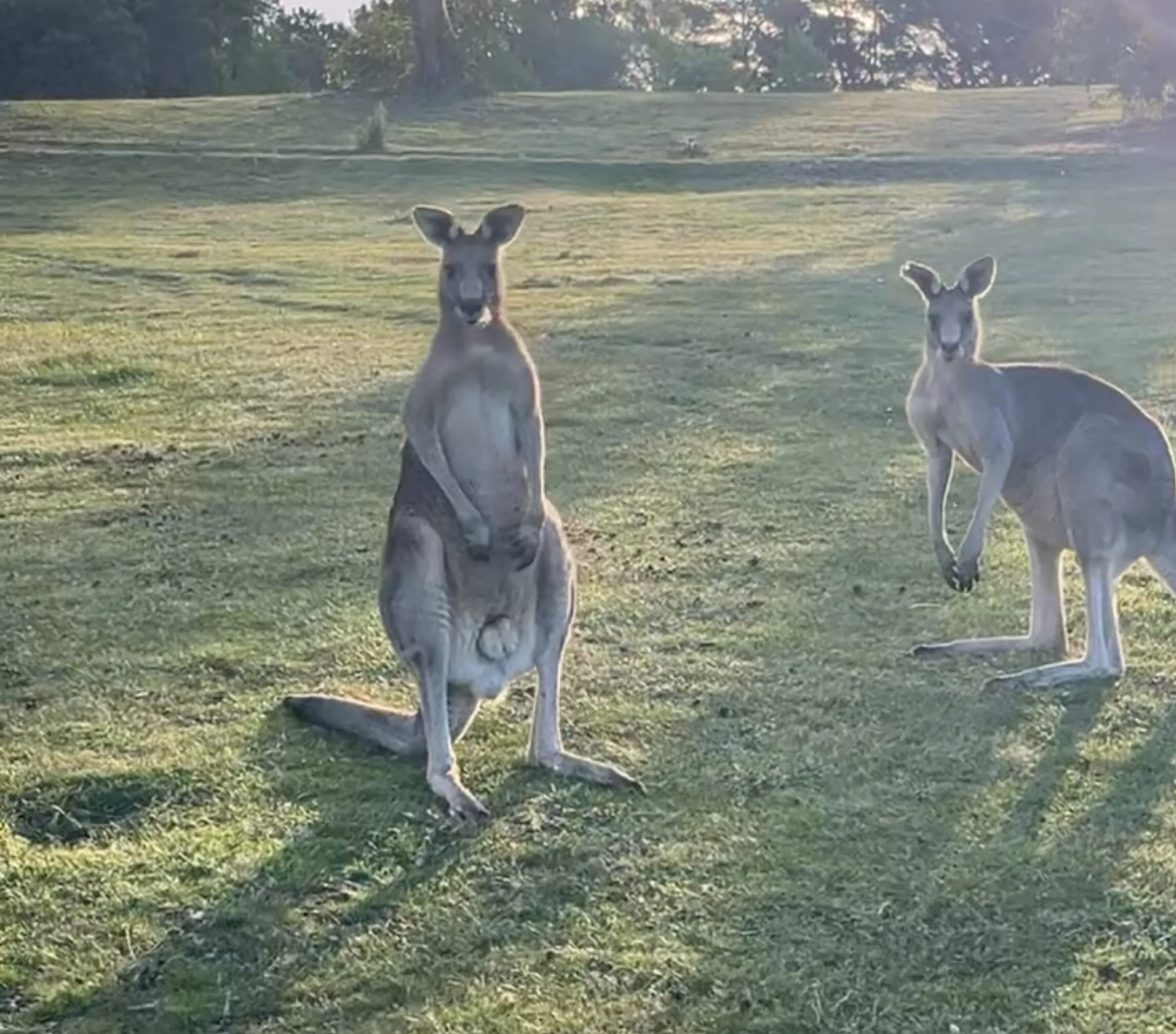wild kangaroo locations Australia